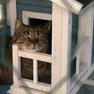 Il gatto Birillo, ucciso a fucilate da un cacciatore