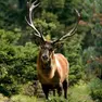 Un cervo è stato investito vicino al Piave a Maserada