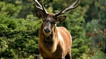 Un cervo è stato investito vicino al Piave a Maserada