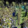 Caporalato nella Marca, 13 braccianti “in nero”: scattano le maxi-sanzioni