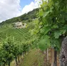 Vigneti di Prosecco