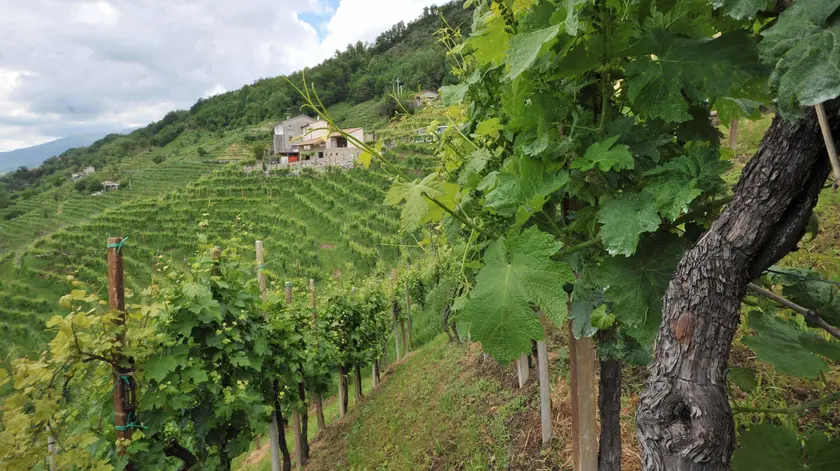 Vigneti di Prosecco