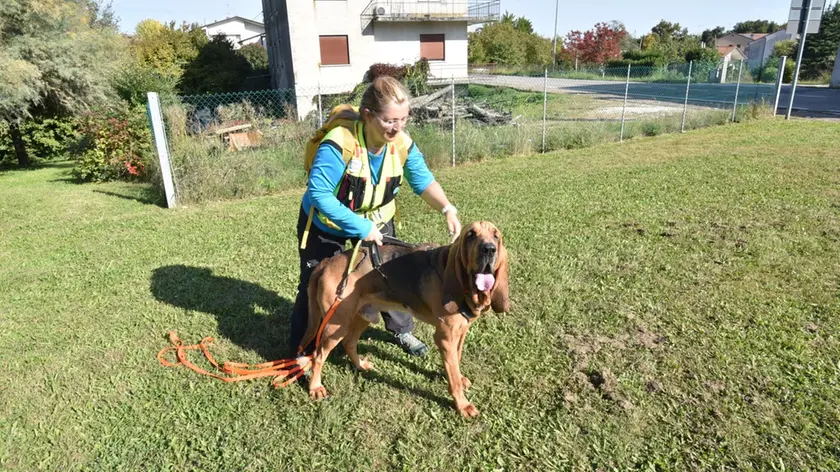 Un cane da ricerca con la conduttrice