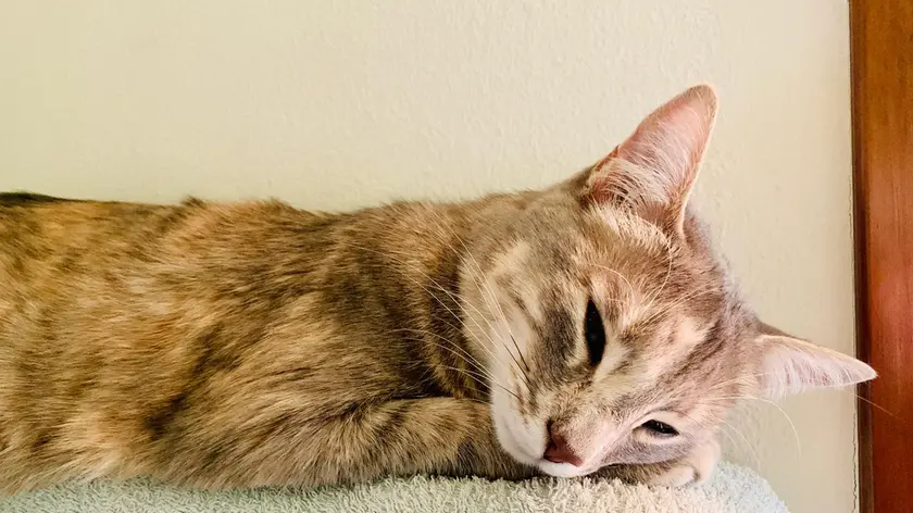 Nina, la micia di Perissinotto ferita