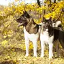 Due esemplari di Akita americano come quelli che hanno morso il bambino