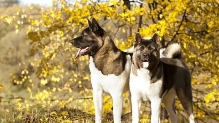 Due esemplari di Akita americano come quelli che hanno morso il bambino