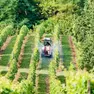 Avepa, erogati 100 milioni di euro di anticipi Pac agli agricoltori veneti