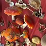 Funghi raccolti nel bosco: fondamentale farli controllare se non si è sicuri della commestibilità