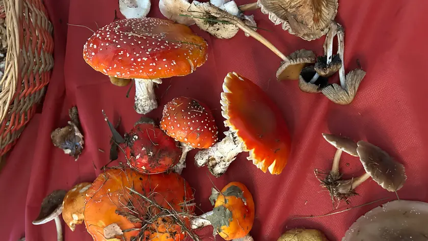 Funghi raccolti nel bosco: fondamentale farli controllare se non si è sicuri della commestibilità