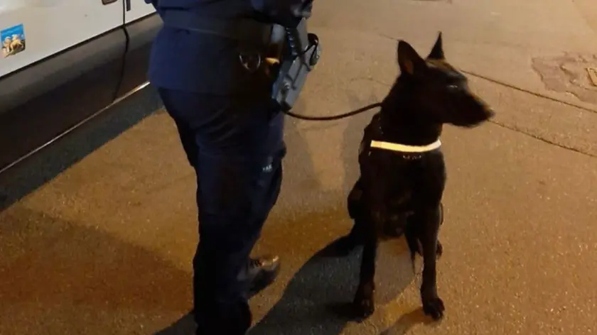 Luke, il cane antidroga della polizia locale di Treviso