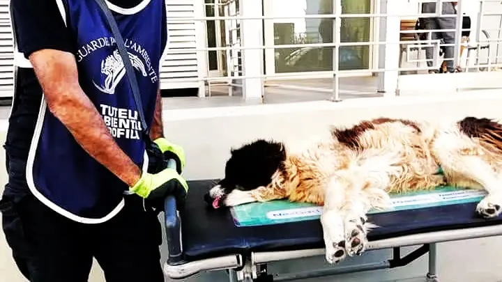 Una guardia per l'ambiente soccorre un cane