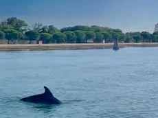 Il delfino Mimmo a caccia di prede