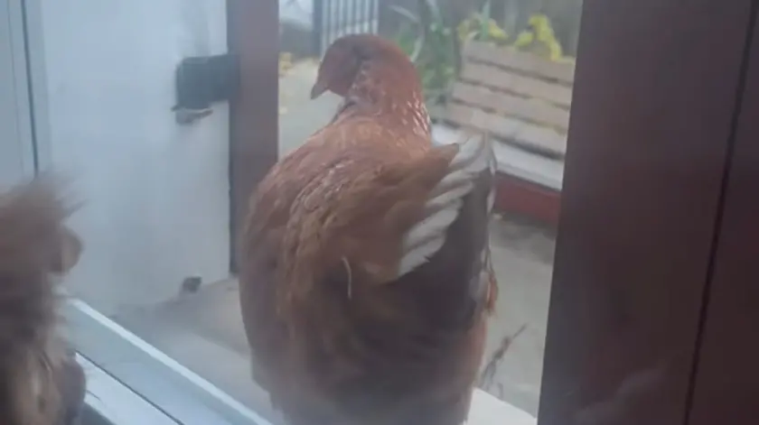 Una delle galline finite nel mirino degli inquilini