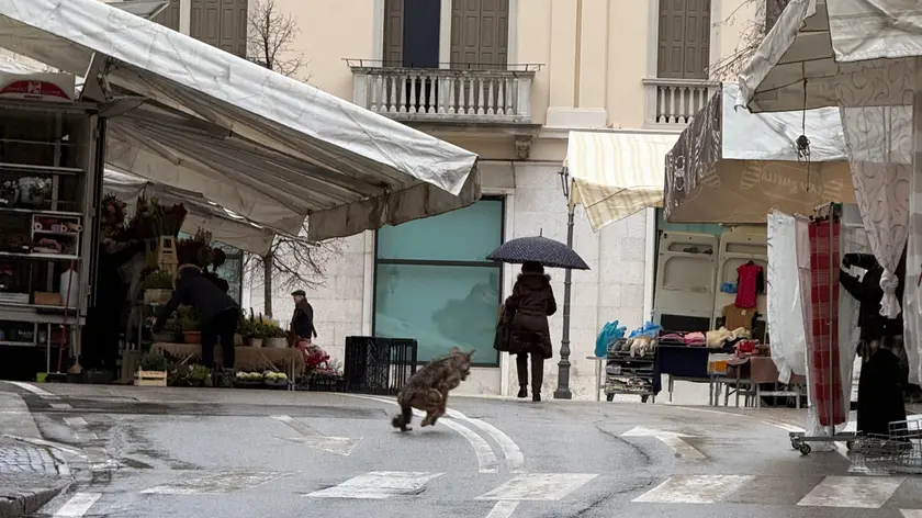 Il lupo ripreso tra le bancarelle del mercato di Valdobbiadene