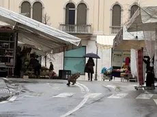 Il lupo ripreso tra le bancarelle del mercato di Valdobbiadene