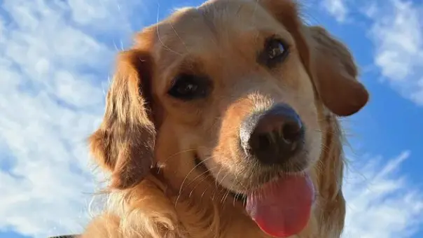 La foto di Peep su Gofundme