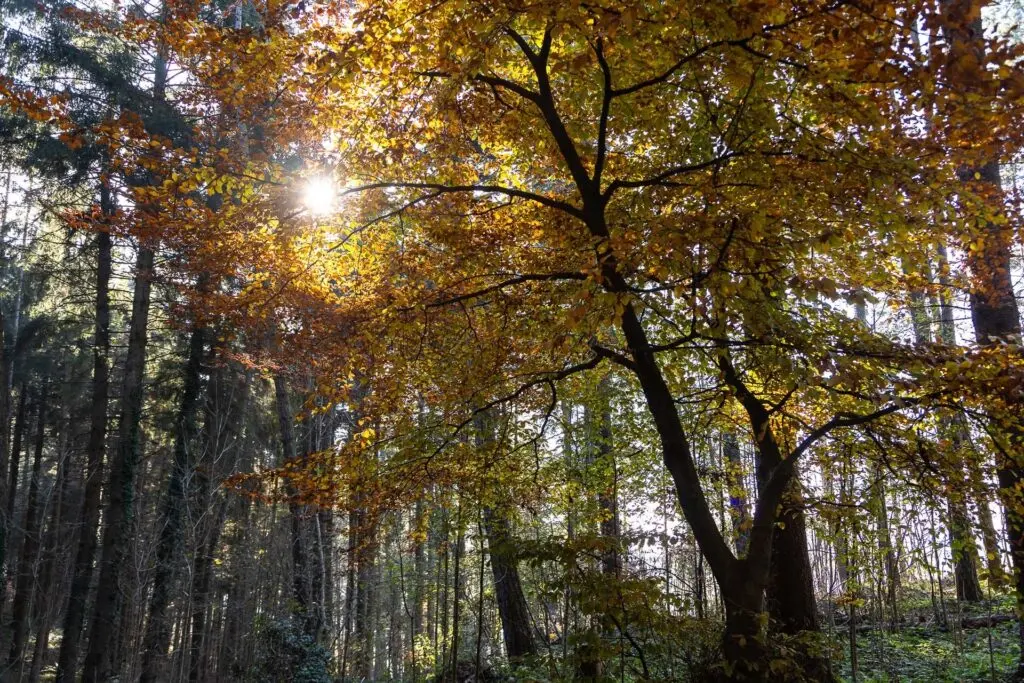 Boschi a Natale 2025