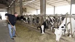 Un allevamento di mucche