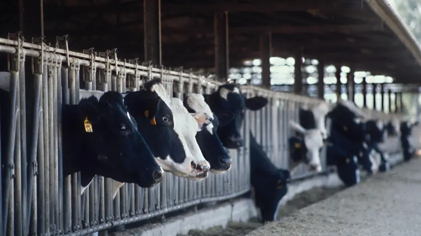 Settantasei mucche sono morte a causa delle esalazioni da fumo di oleandro bruciato