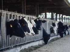 Settantasei mucche sono morte a causa delle esalazioni da fumo di oleandro bruciato