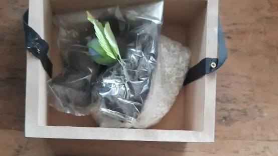 L'urna del cane violata dai ladri