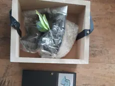 L'urna del cane violata dai ladri