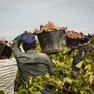 Braccianti stranieri in un vigneto trasportano secchi d’uva appena vendemmiata