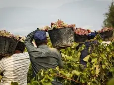 Braccianti stranieri in un vigneto trasportano secchi d’uva appena vendemmiata