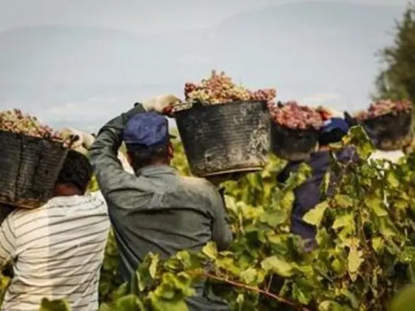 Braccianti stranieri in un vigneto trasportano secchi d’uva appena vendemmiata