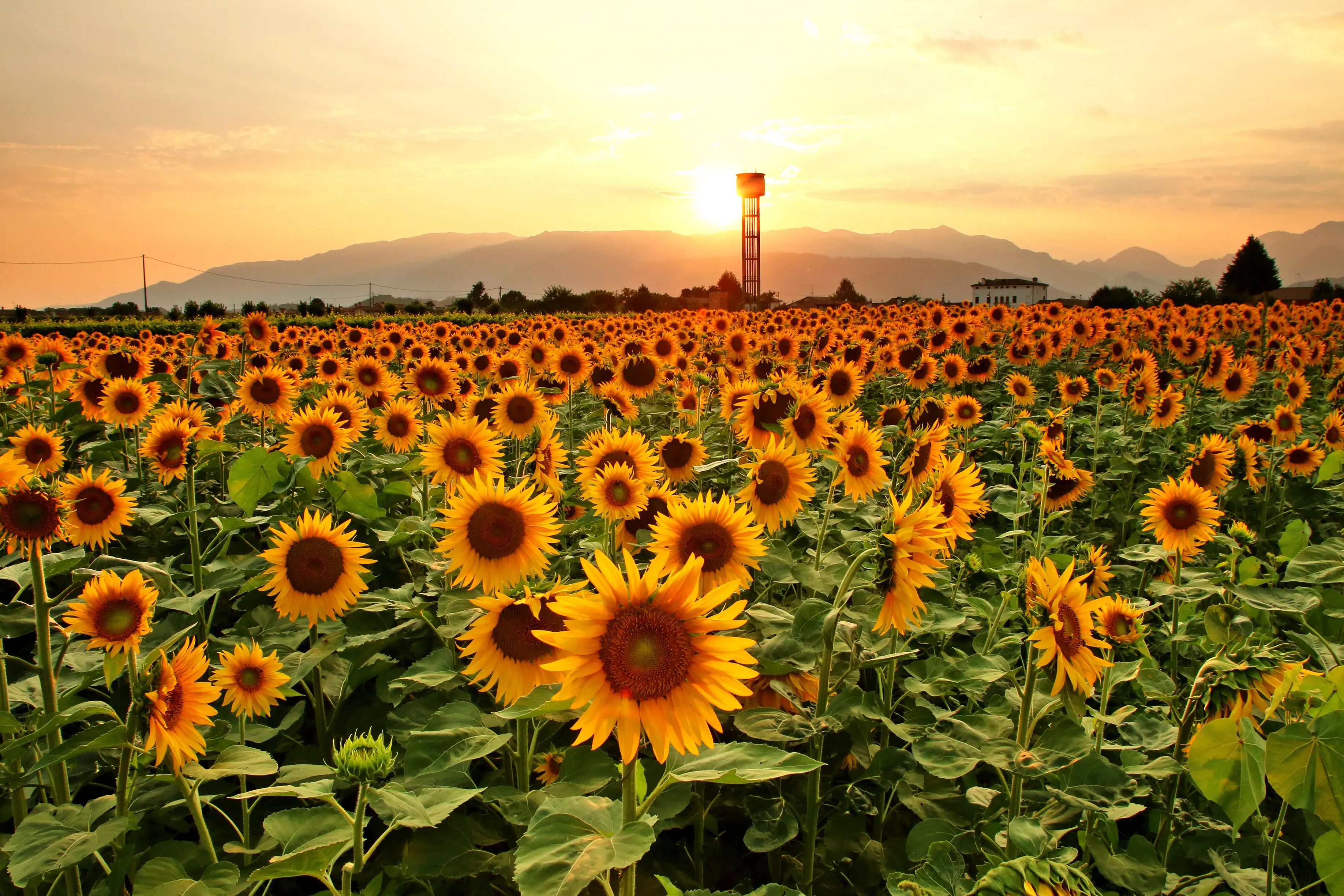 Dodici scatti, uno per ciascun mese, selezionati tra gli oltre 2700 che hanno partecipato al concorso indetto dal nostro giornale con Nord Est Multimedia e la Regione Veneto. Ecco come è andata: il calendario sarà in omaggio gratuito con la tribuna di Treviso solo martedì 23 dicembre