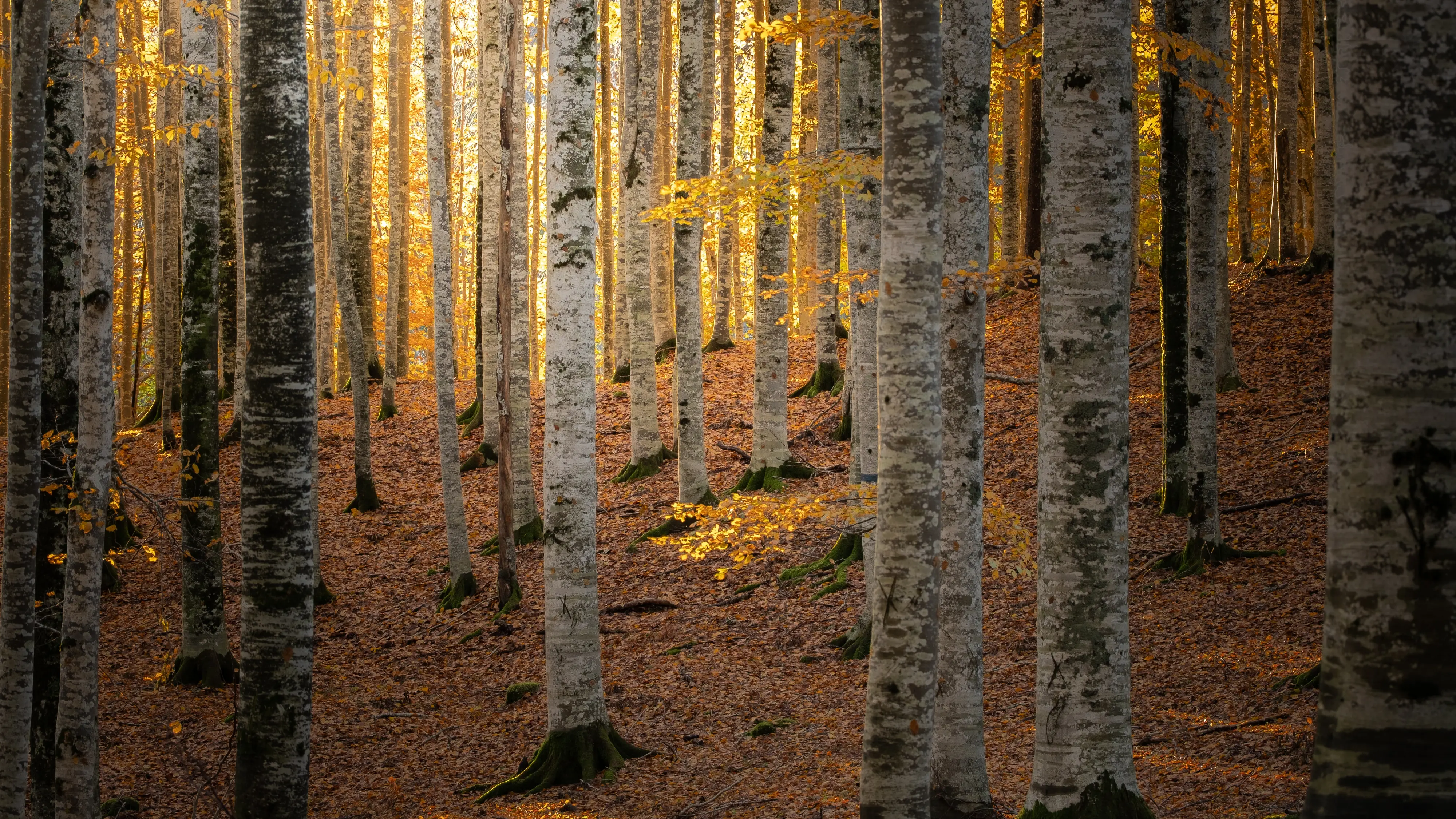 Dodici scatti, uno per ciascun mese, selezionati tra gli oltre 2700 che hanno partecipato al concorso indetto dal nostro giornale con Nord Est Multimedia e la Regione Veneto. Ecco come è andata: il calendario sarà in omaggio gratuito con la tribuna di Treviso solo martedì 23 dicembre