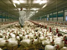 Un allevamento di polli