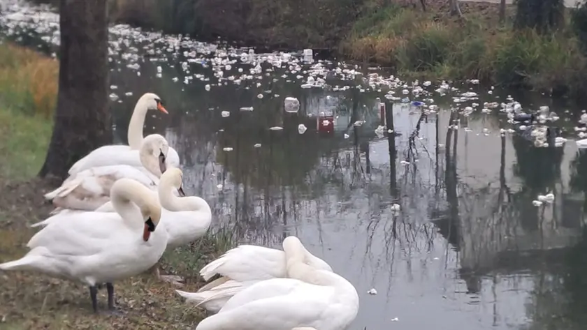I cigni accanto al canale in cui sono caduti i rifiuti