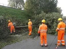 L'abbattimento di un albero a Chiesanuova (Padova) per i lavori del tram