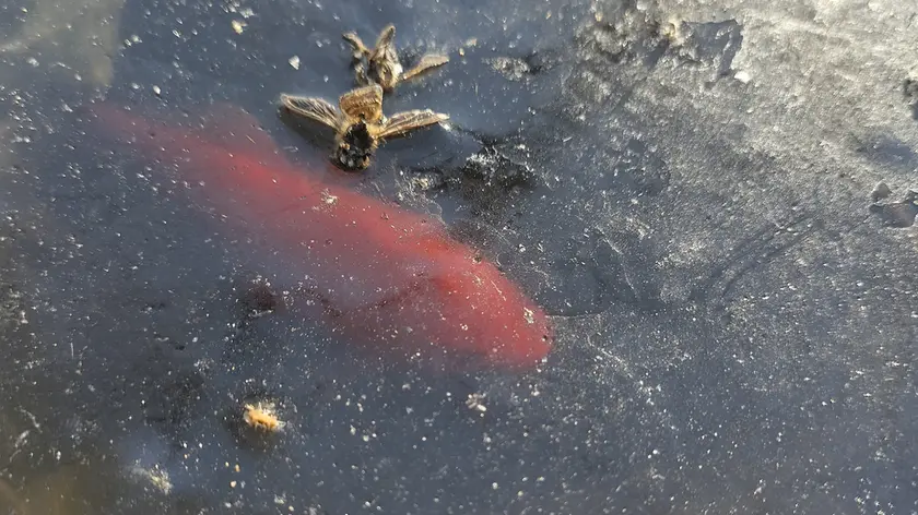 Pesci rossi sotto il ghiaccio