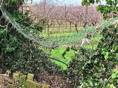 La rete divelta dai ladri per entrare nel casolare di via San Pio X