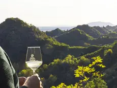 Il Veneto si conferma motore del mercato vitivinicolo nazionale