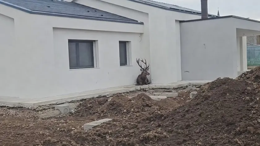 Il cervo ferito nel cantiere
