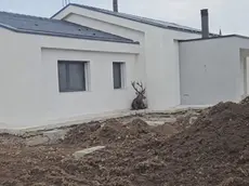 Il cervo ferito nel cantiere