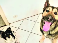 I due cani sono stati sedati per renderli innocui, il più piccolo è stato male