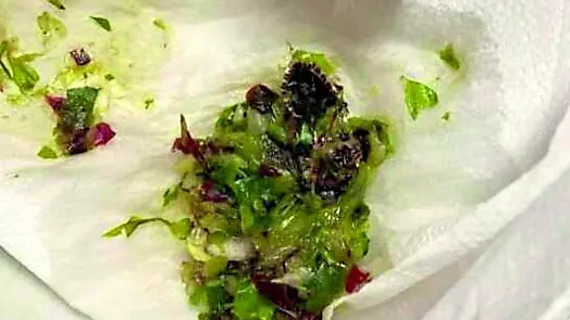 La cimice masticata inavvertitamente dall’operaio