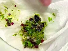 La cimice masticata inavvertitamente dall’operaio