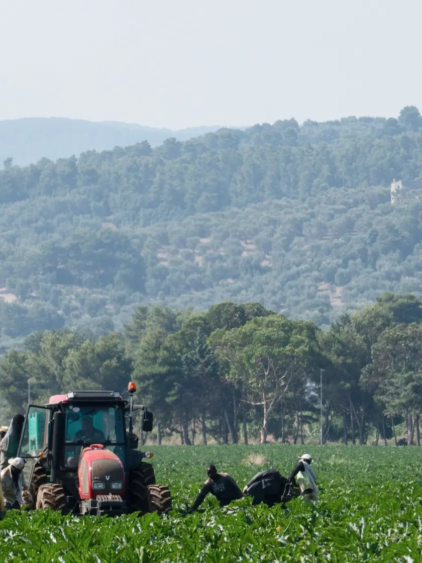 Operai al lavoro in un terreno agricolo