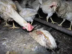 Le immagini dell'allevamento di Lozzo mandate in onda da Report