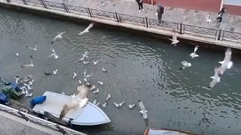 La "battaglia" sul Rio Marin