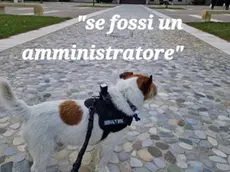 Il cane Thor