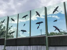 Le barriere contro cui si schiantano gli uccelli