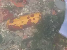 La bomba rinvenuta in acqua