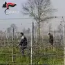 Lavoratori irregolari scoperti al lavoro nei campi in Veneto