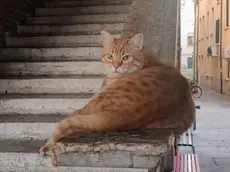 E' morto Rossini, il micio più famoso di Rovigo